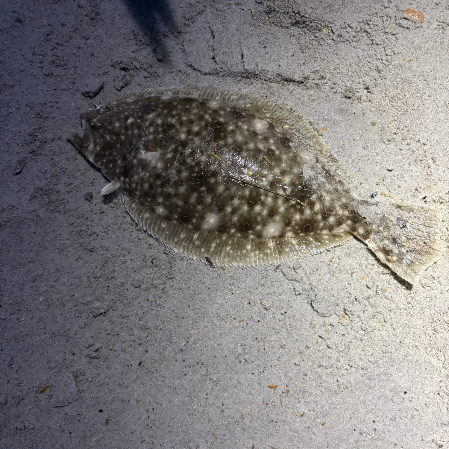 The most recent Gulf flounder catches on Fishbrain