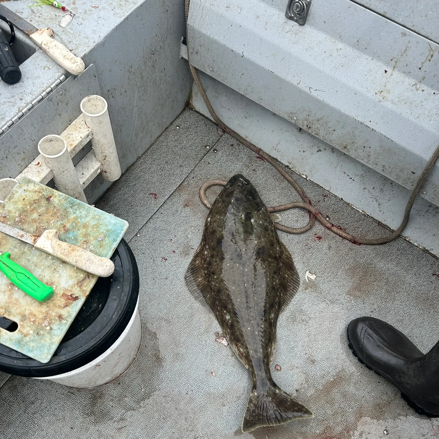 Pacific halibut caught on Fishbrain