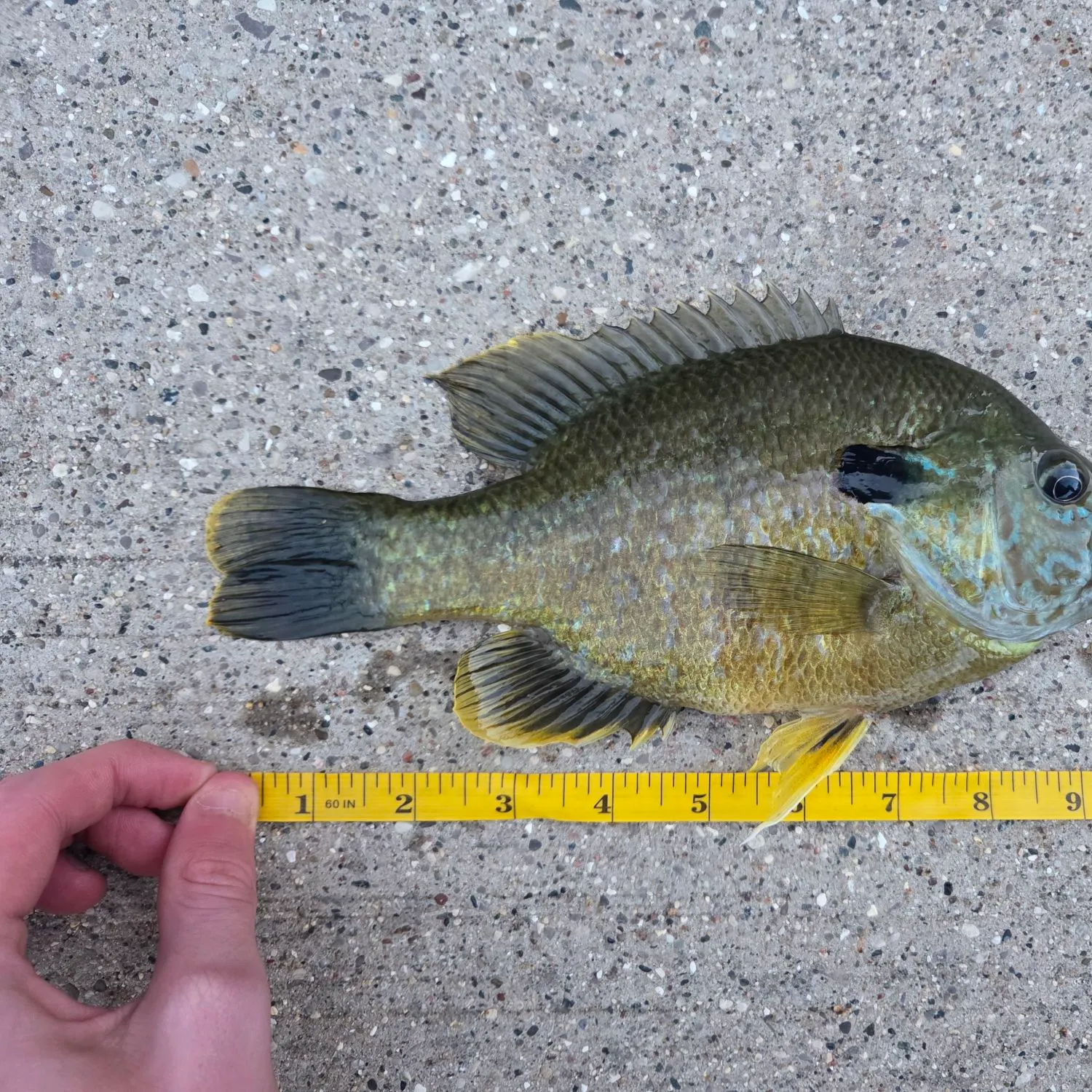 Greengill hybrid caught on Fishbrain