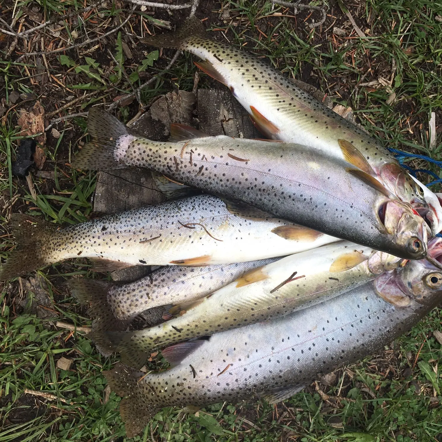 recently logged catches