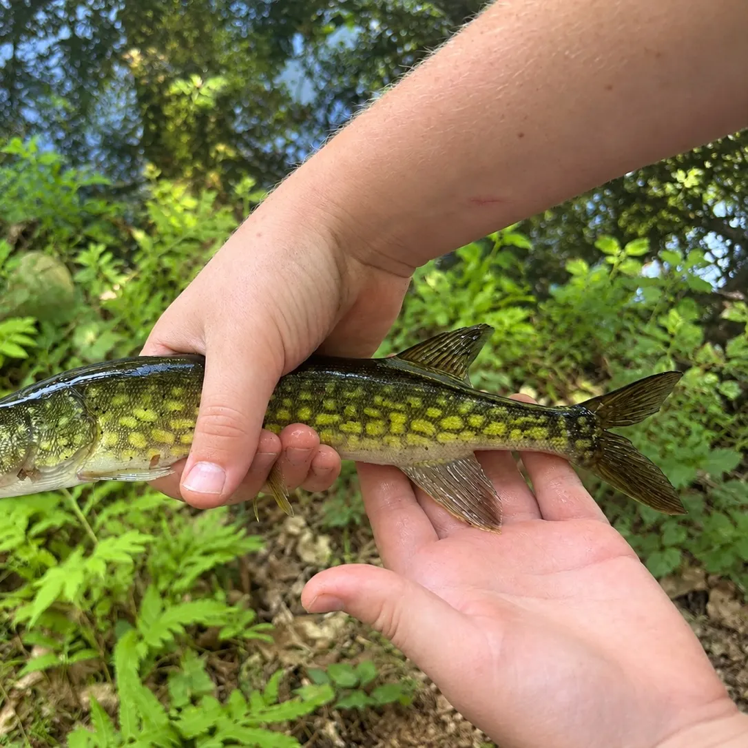 Chain pickerel caught on Fishbrain