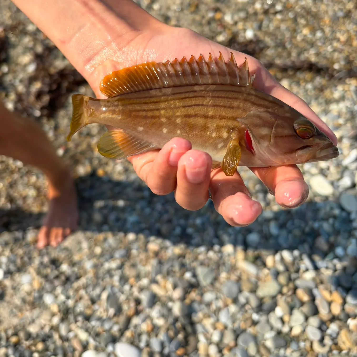 The most recent Spotted grouper catches on Fishbrain