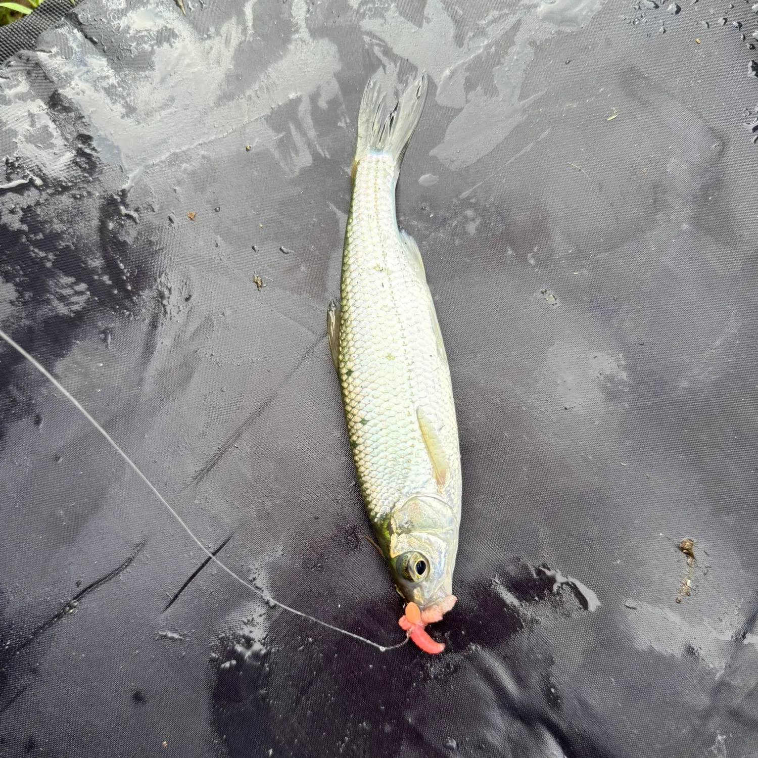 The most recent European chub catches on Fishbrain