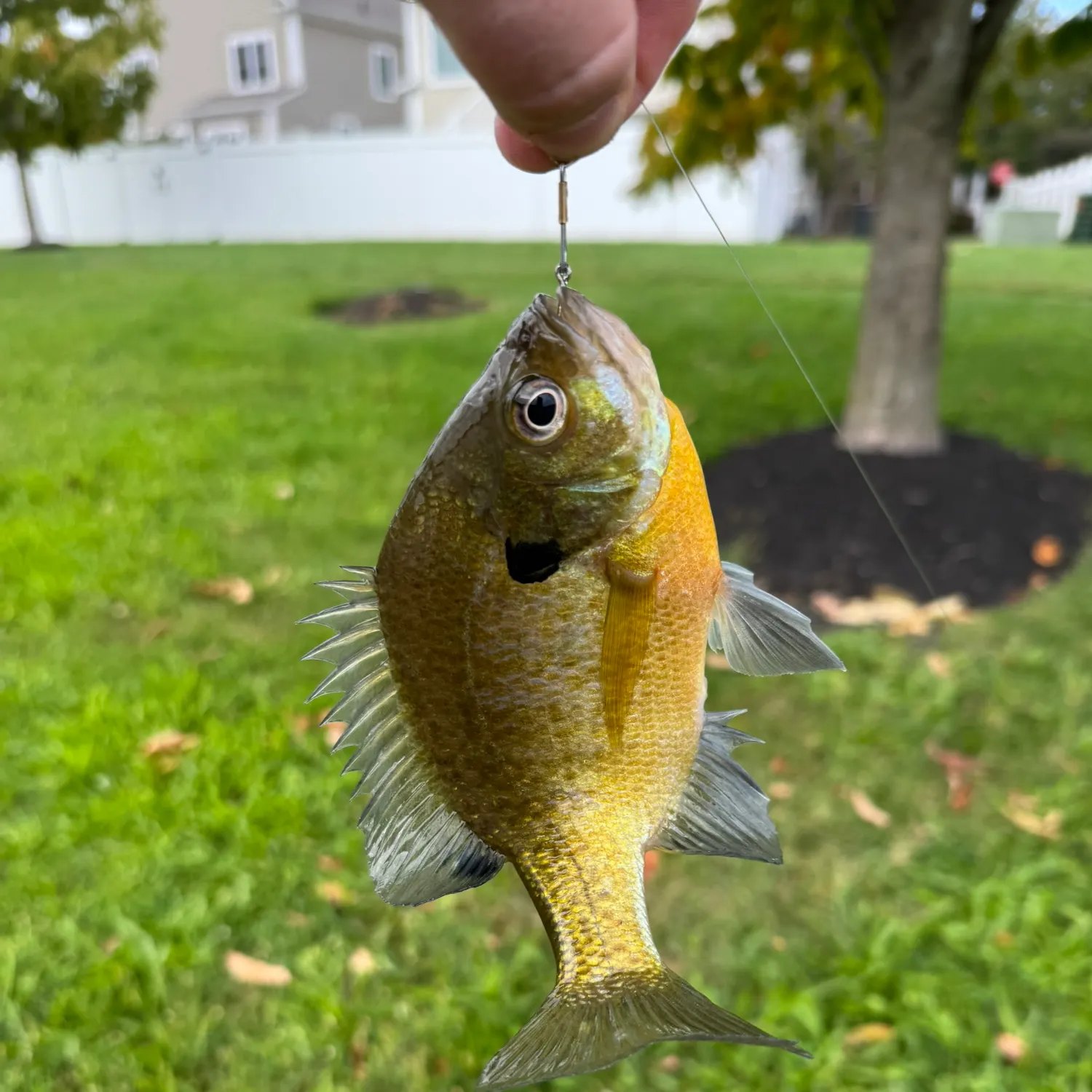 Bluegill caught on Fishbrain