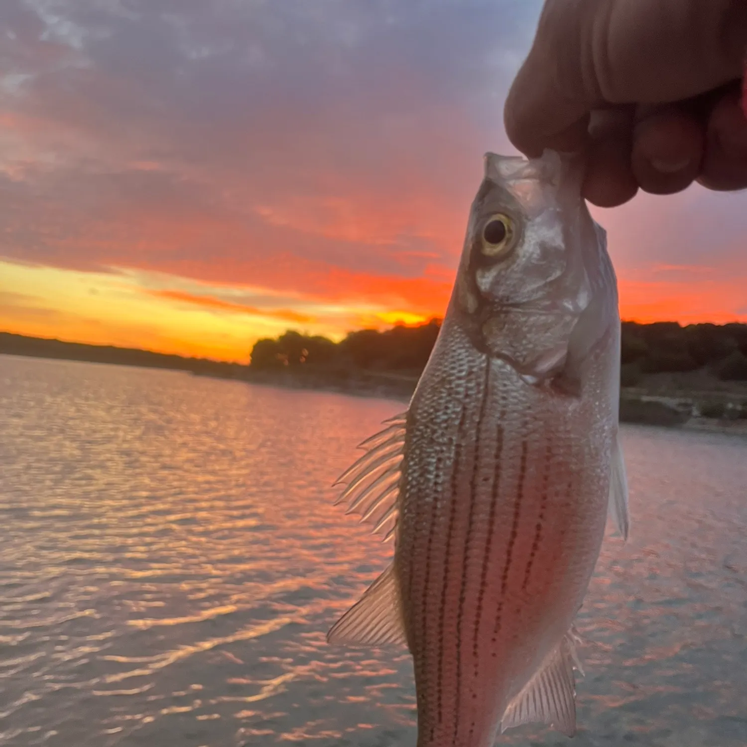 The most recent White bass catches on Fishbrain
