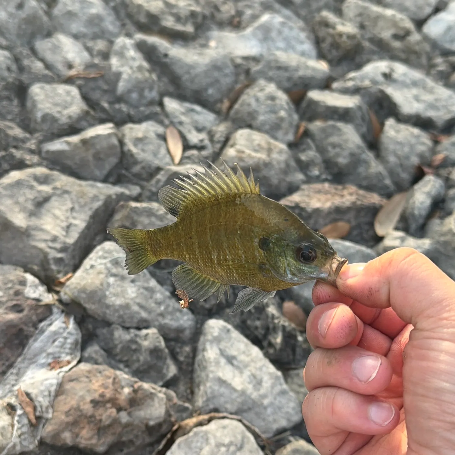 Bluegill caught on Fishbrain