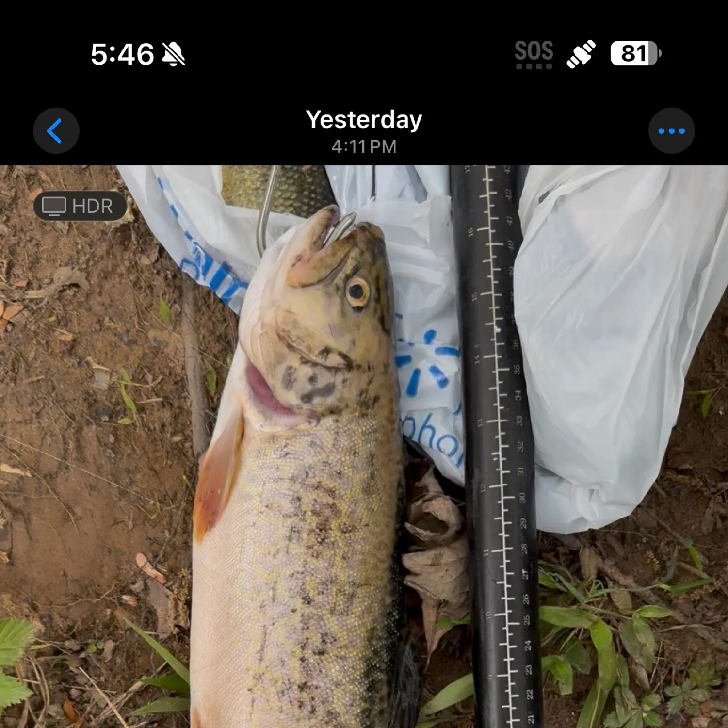 recently logged catches