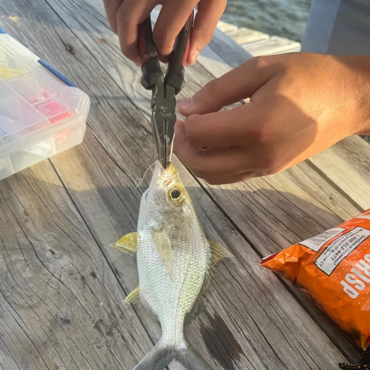 The most recent Yellowfin mojarra catches on Fishbrain