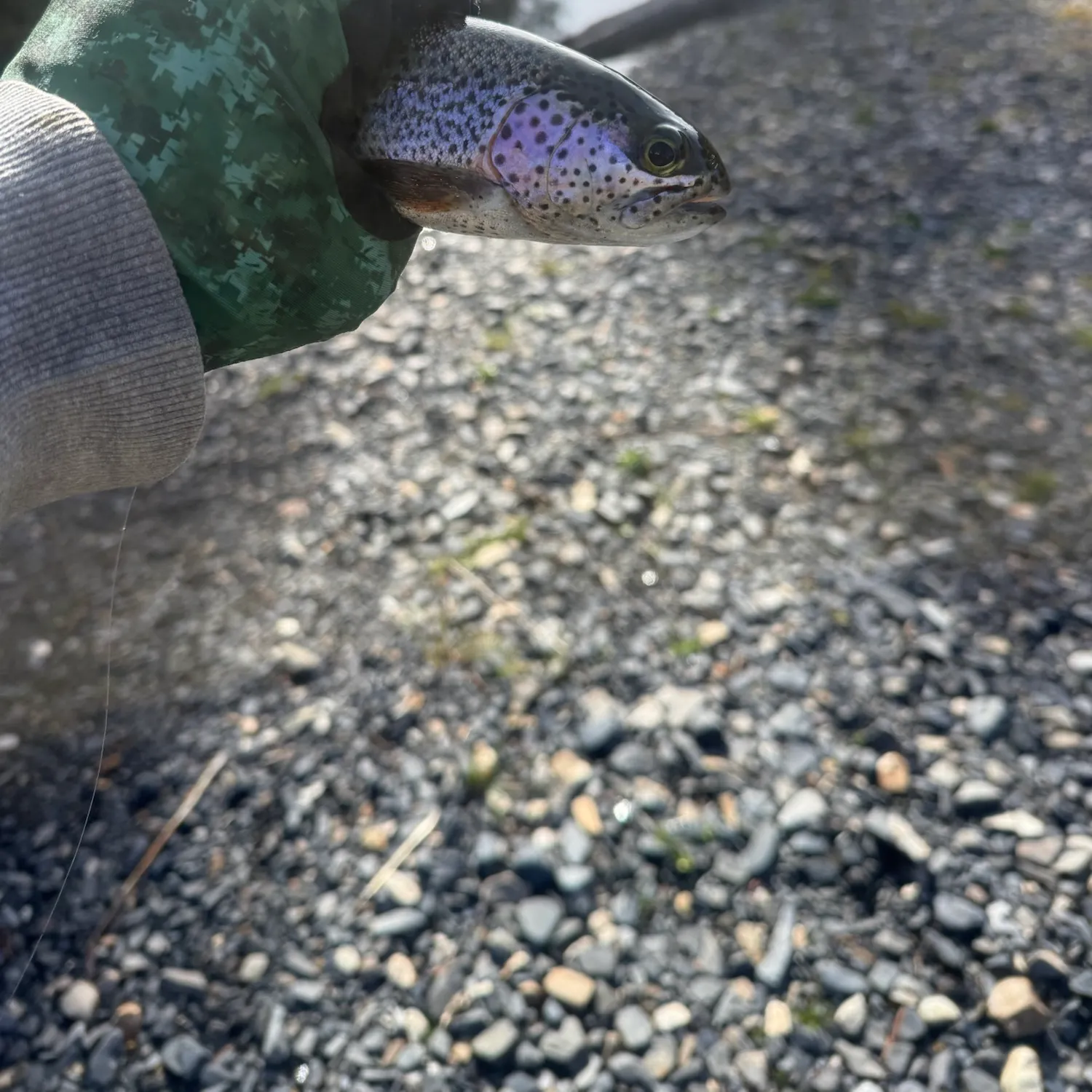 Rainbow trout caught on Fishbrain