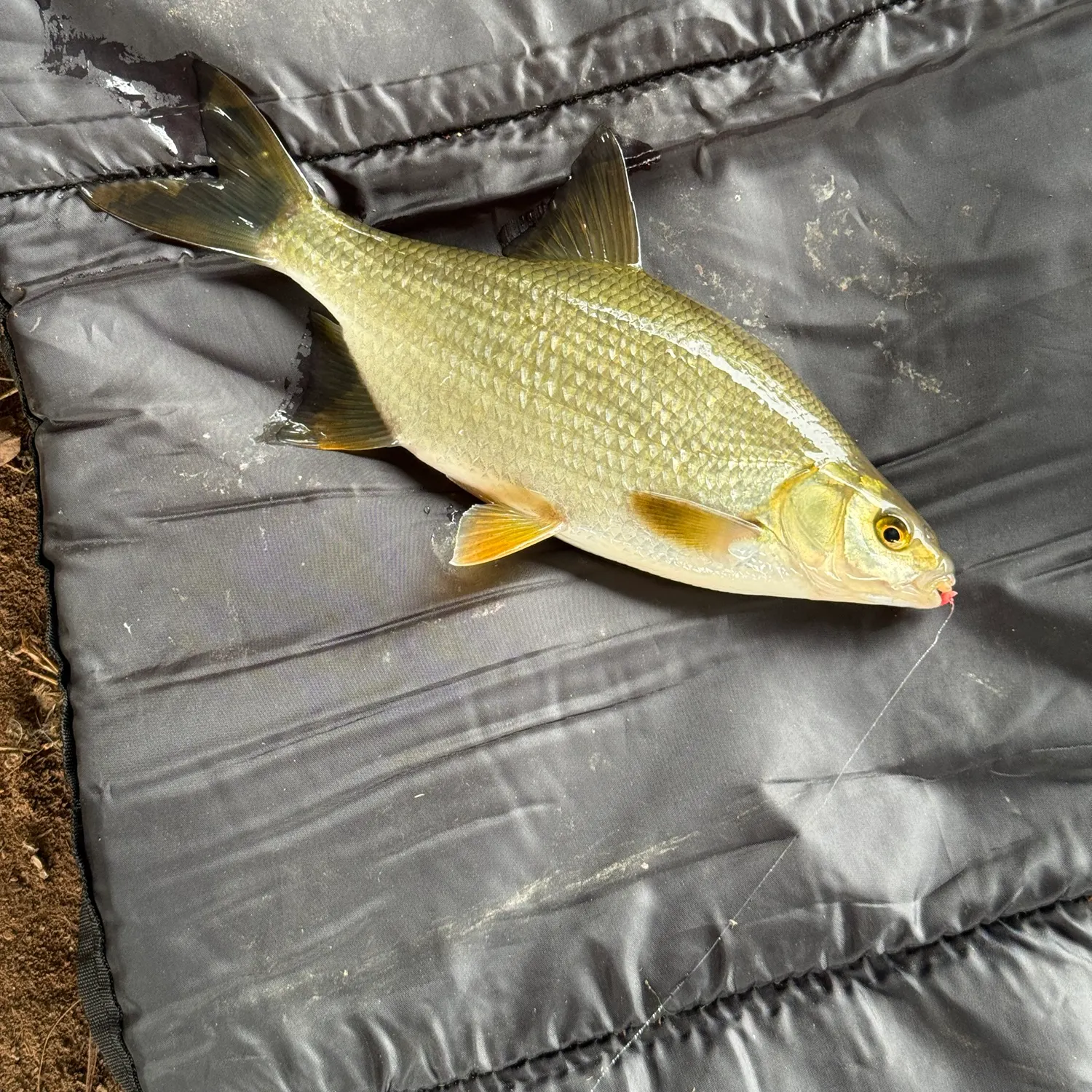 Common bream caught on Fishbrain