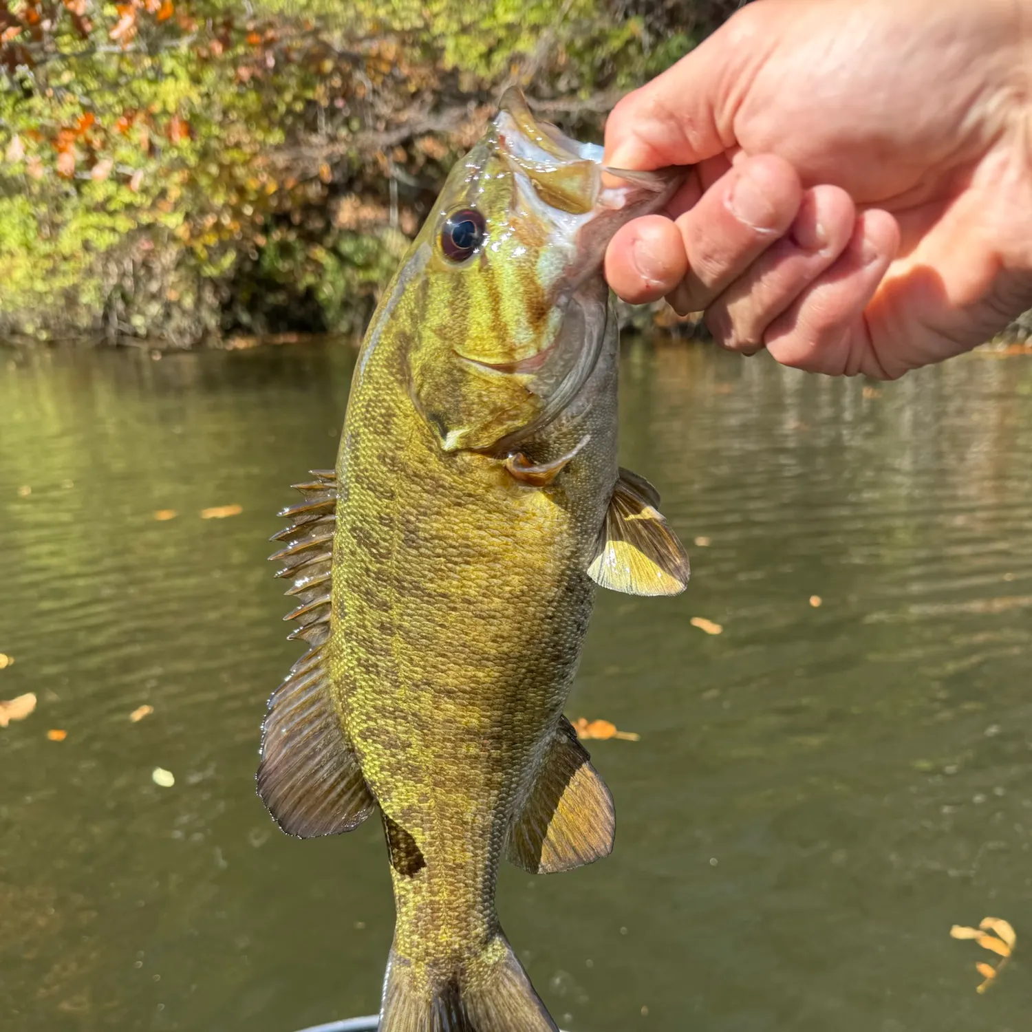 Smallmouth bass caught on Fishbrain