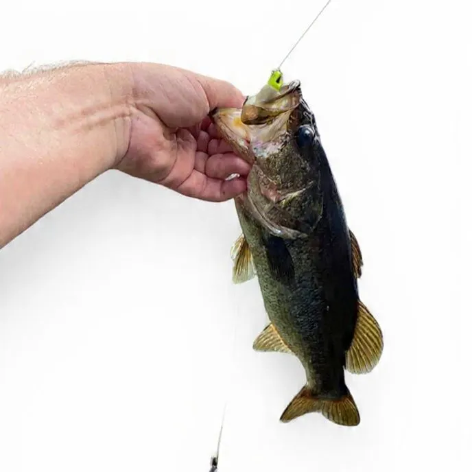 Florida bass caught on Fishbrain