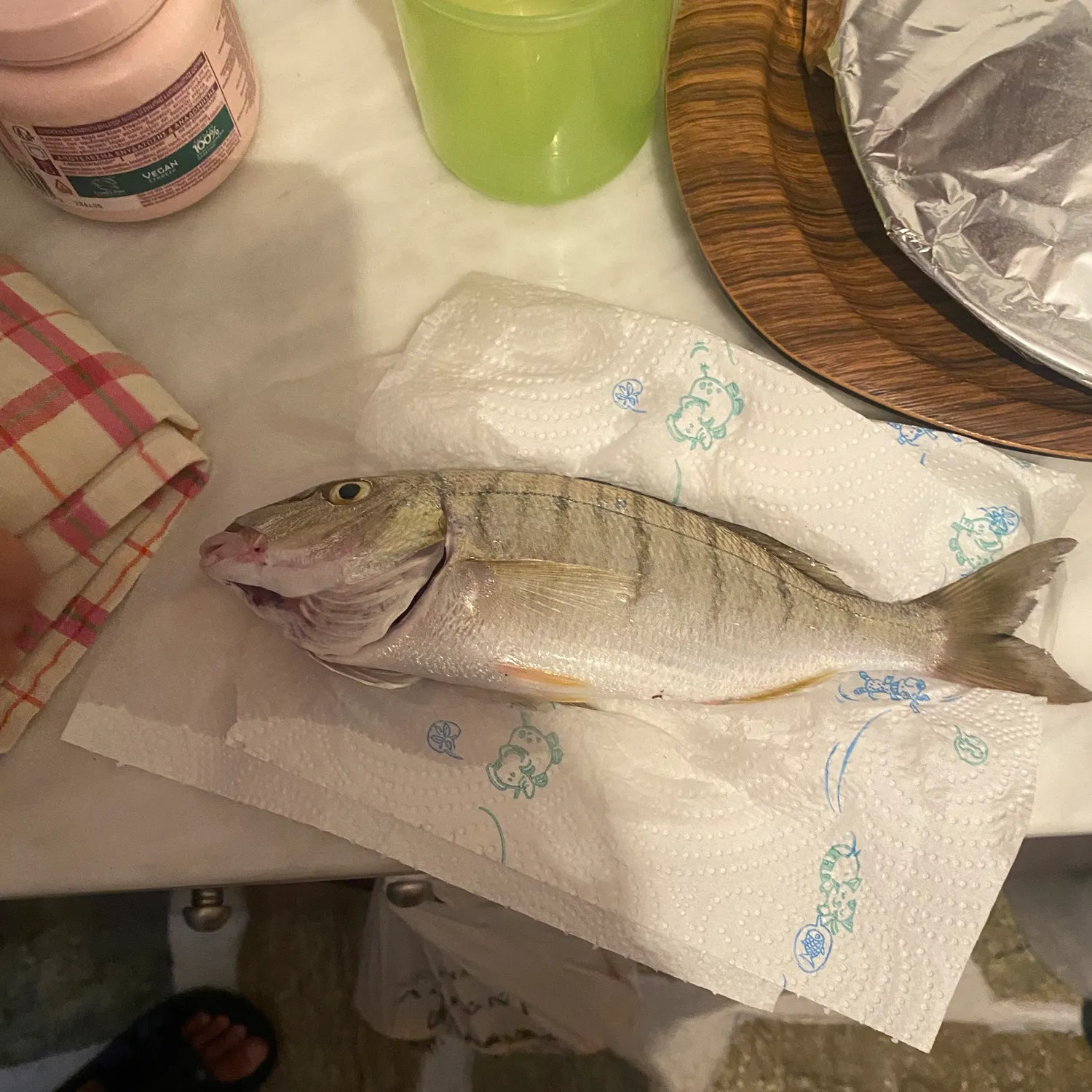 The most recent Striped seabream catches on Fishbrain
