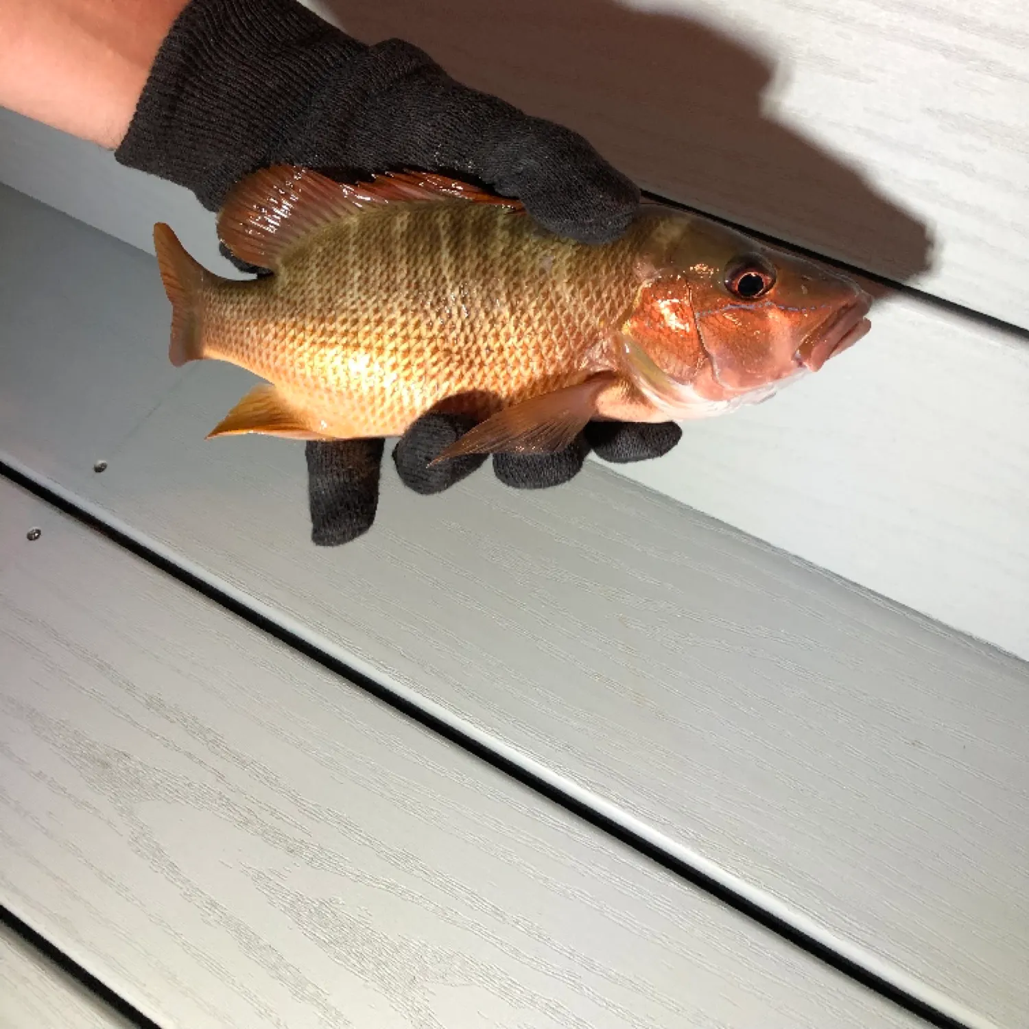 most liked catch image