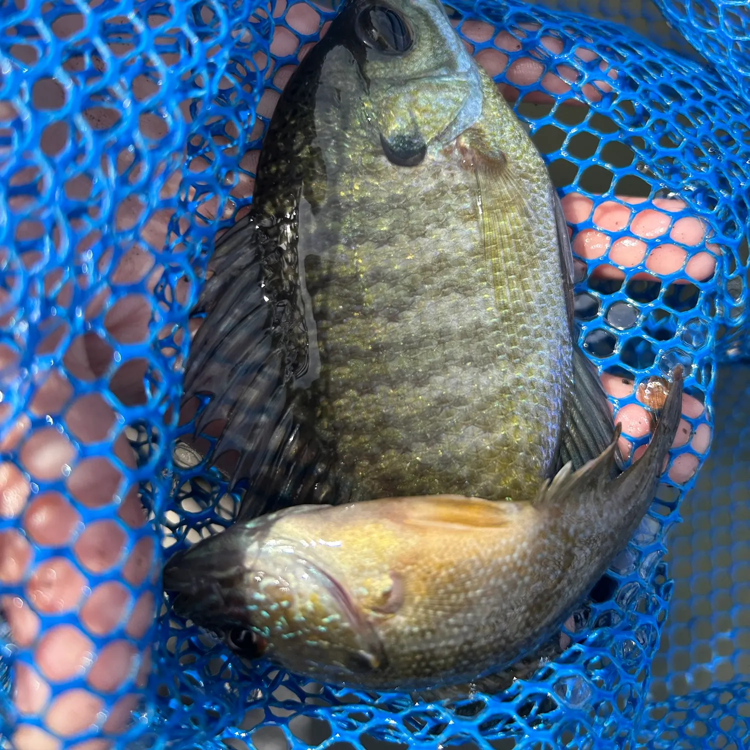 Bluegill caught on Fishbrain