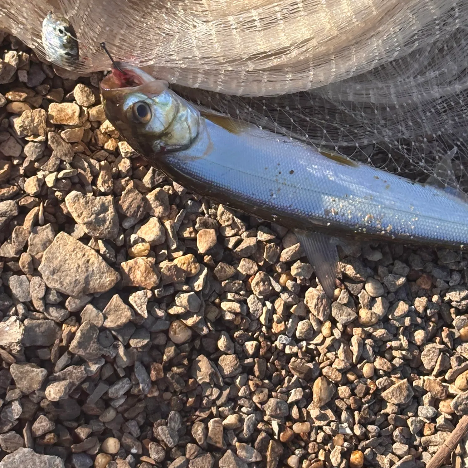 Ladyfish caught on Fishbrain