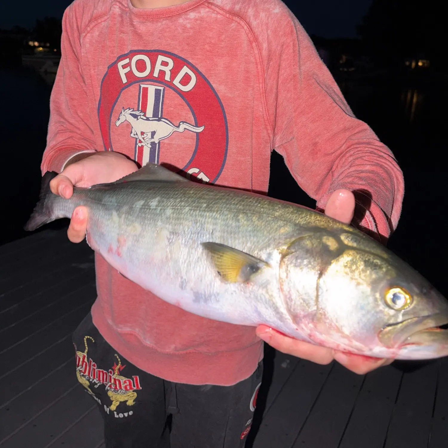 Bluefish caught on Fishbrain