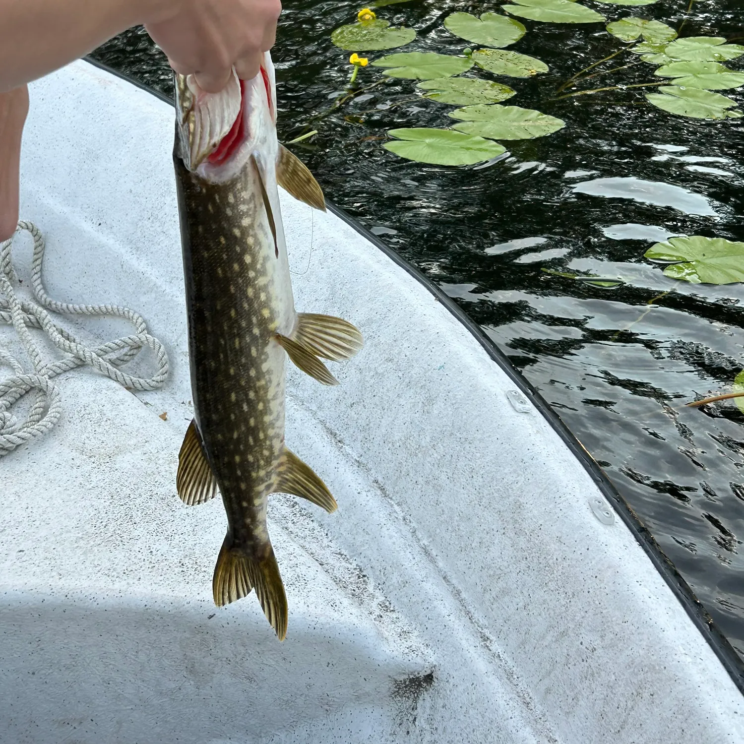 recently logged catches