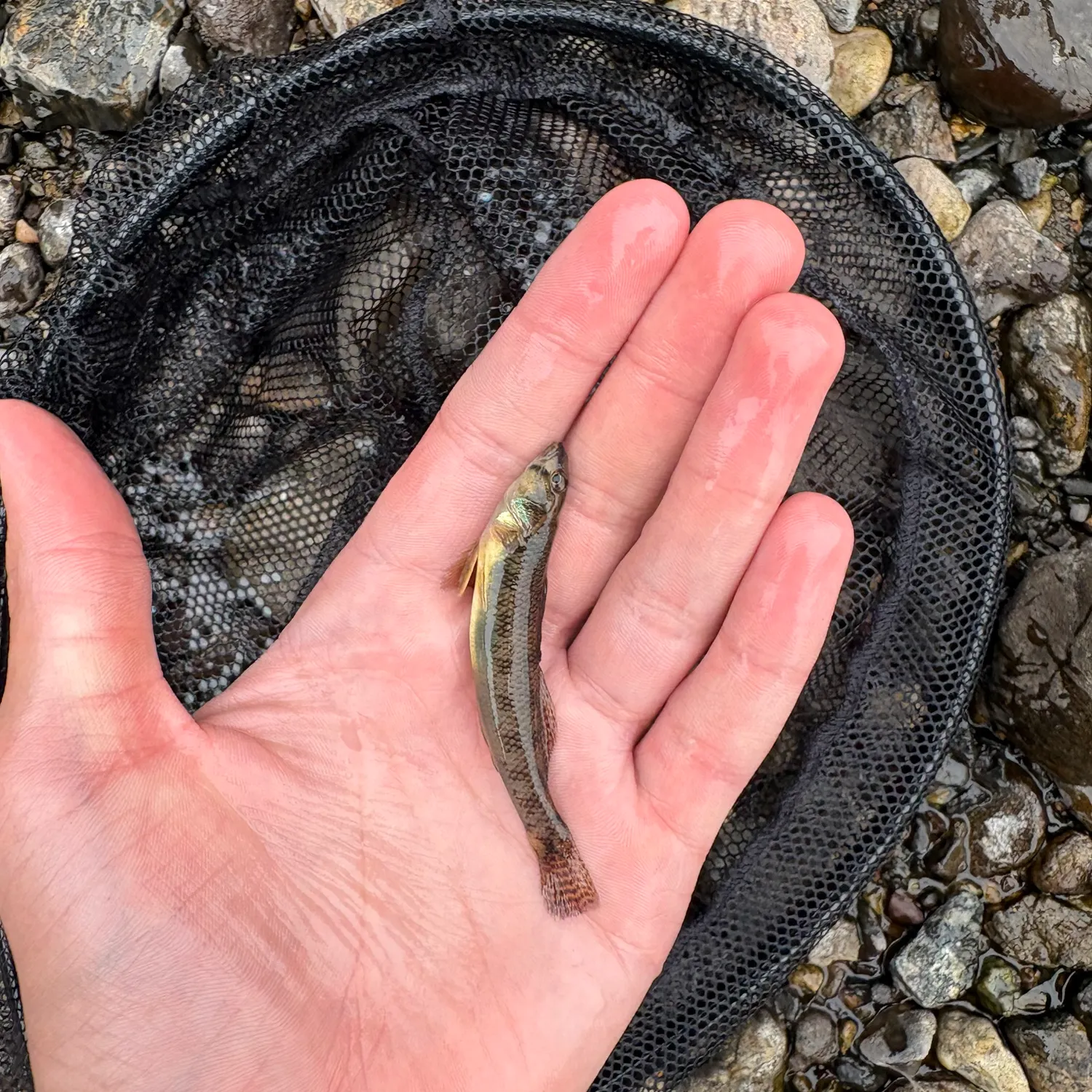 The most recent Northern tessellated darter catches on Fishbrain