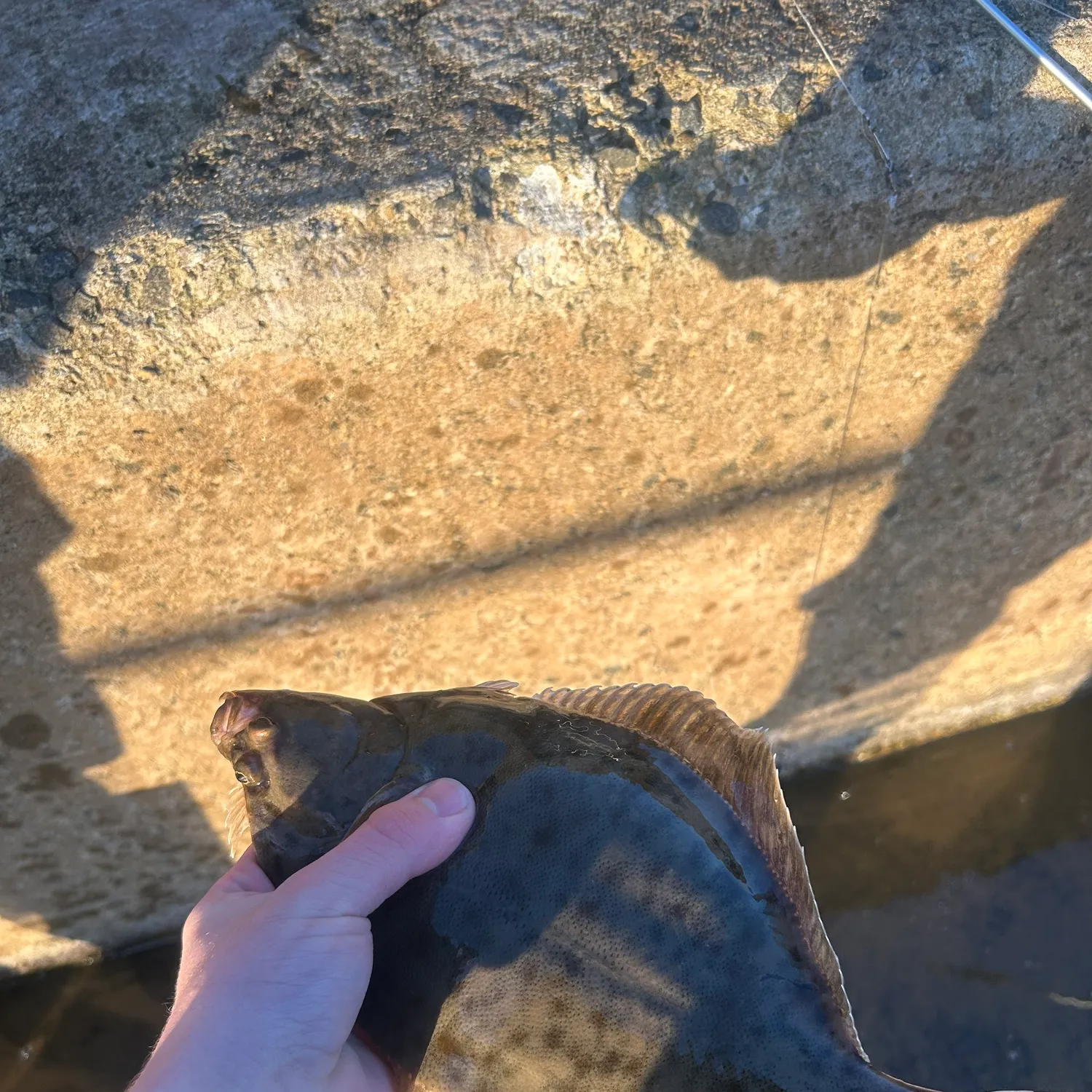 The most recent European flounder catches on Fishbrain