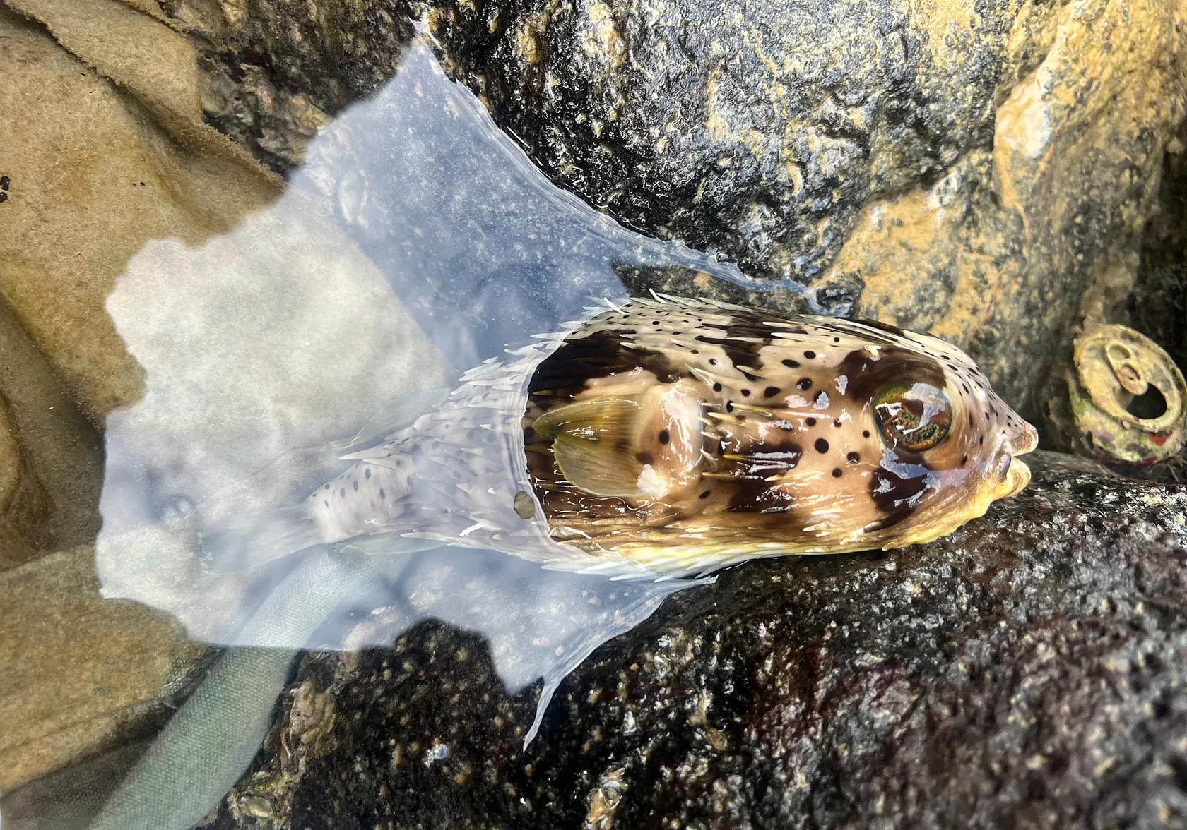 Longspined porcupinefish