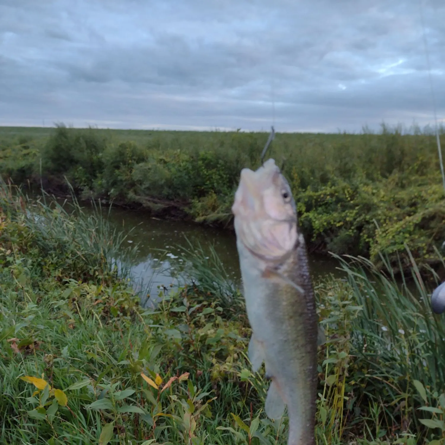 Creek chub caught on Fishbrain