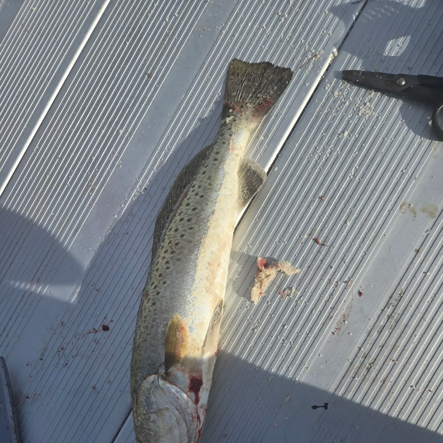 Spotted seatrout caught on Fishbrain