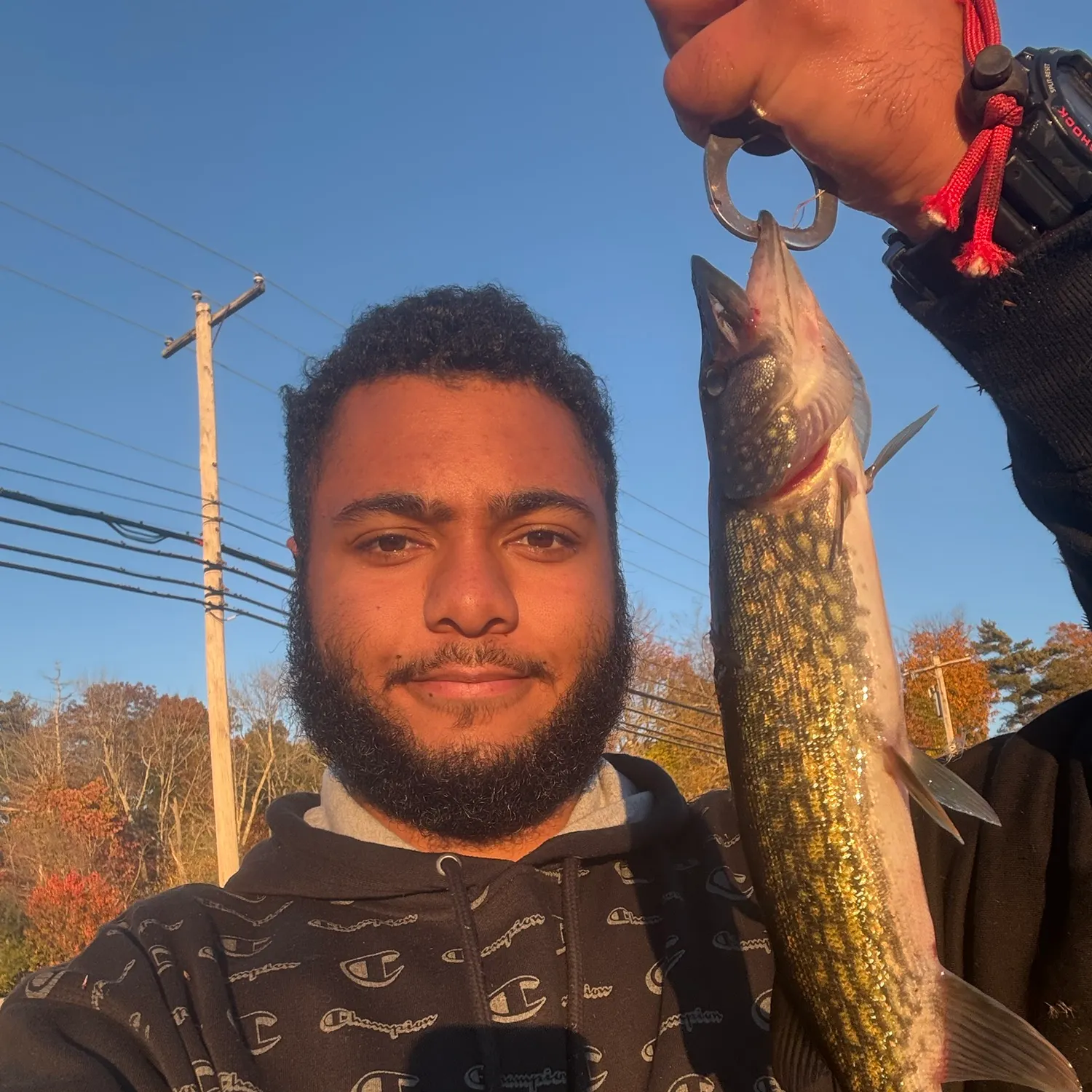 Chain pickerel caught on Fishbrain