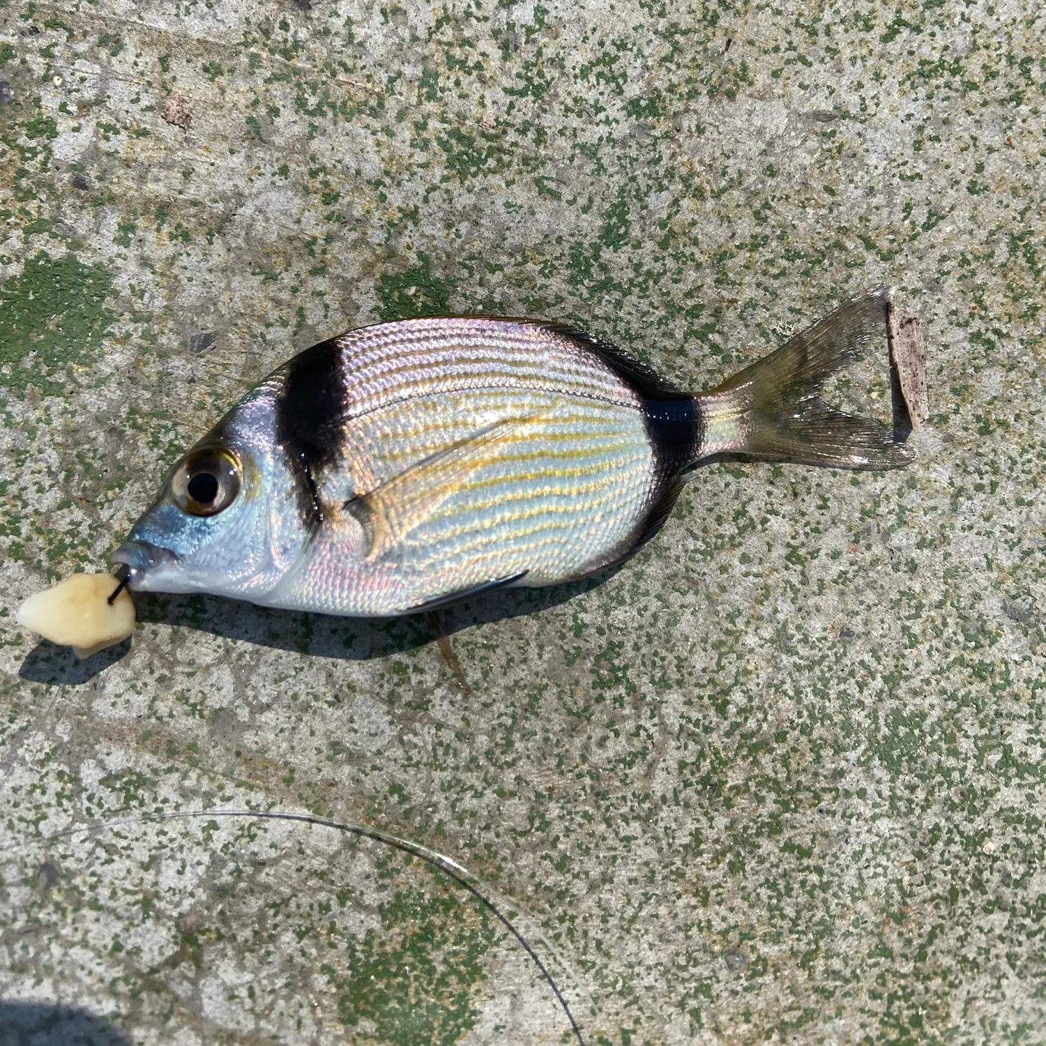 The most recent Common two-banded seabream catches on Fishbrain