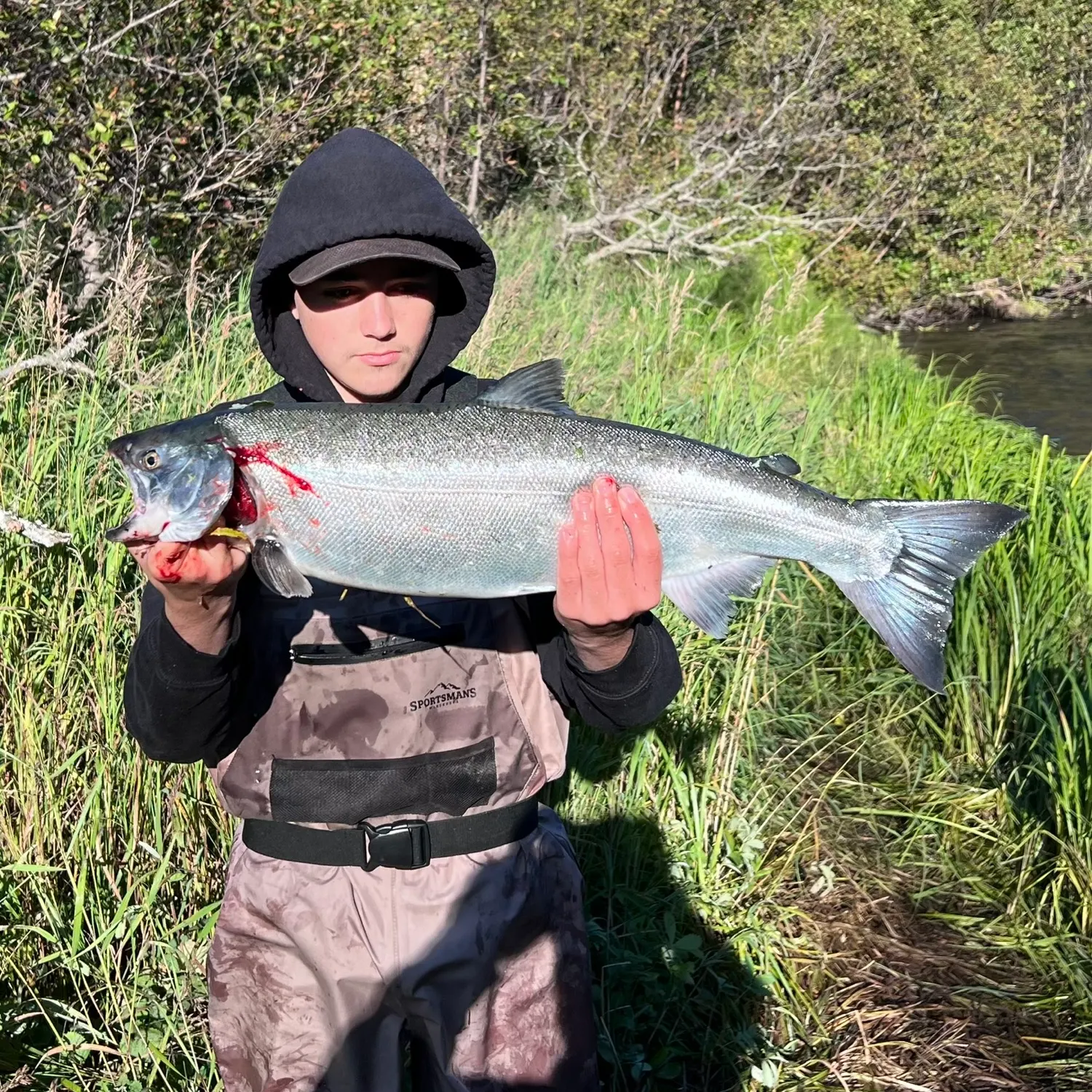 Coho salmon caught on Fishbrain