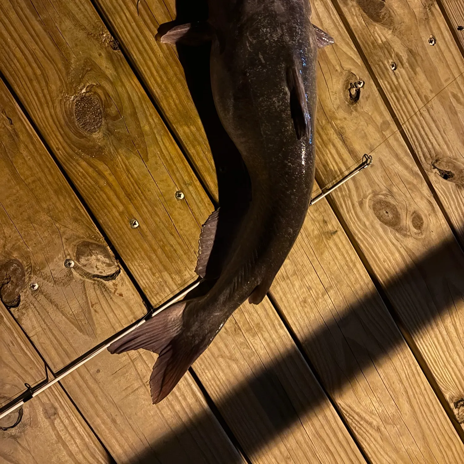Channel catfish caught on Fishbrain