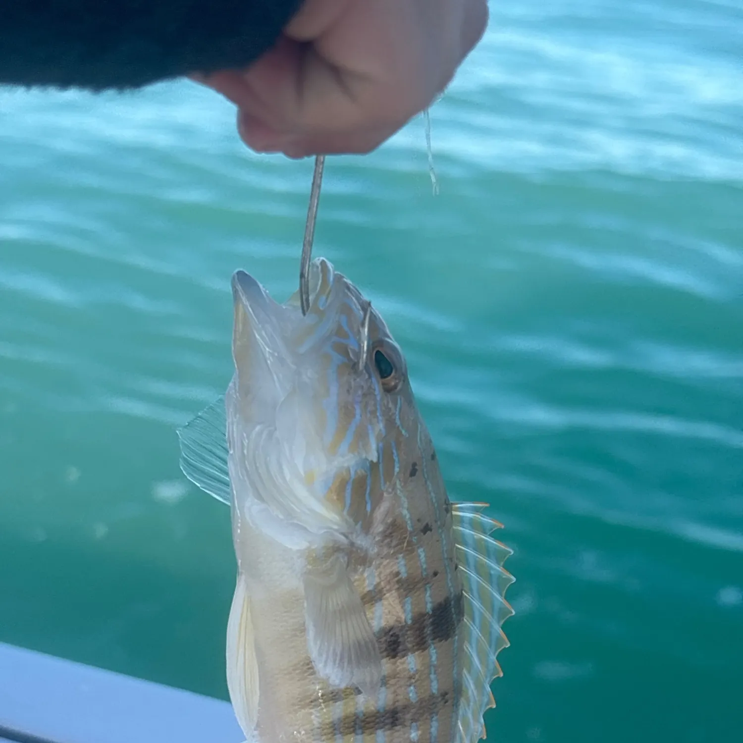 The most recent Sand perch catches on Fishbrain