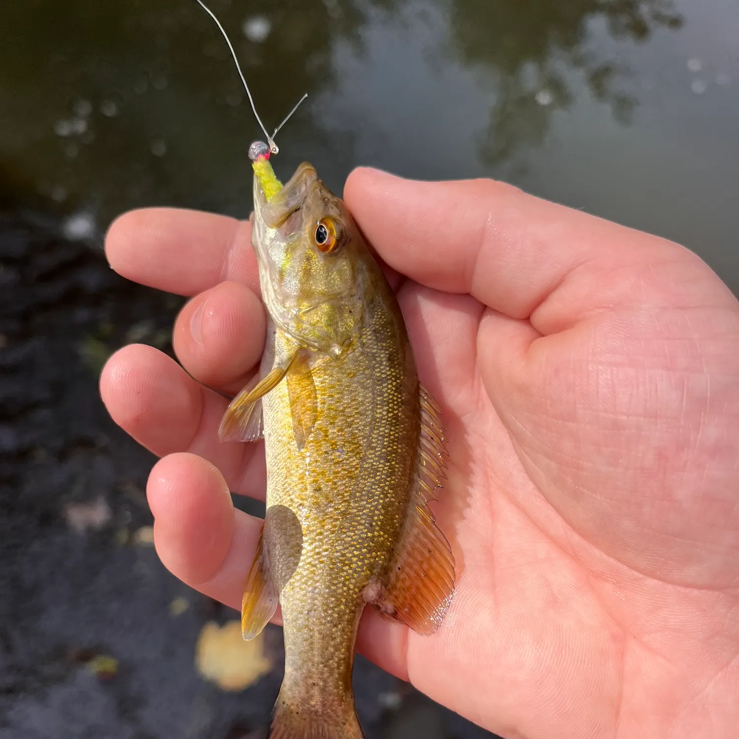 Smallmouth bass caught on Fishbrain