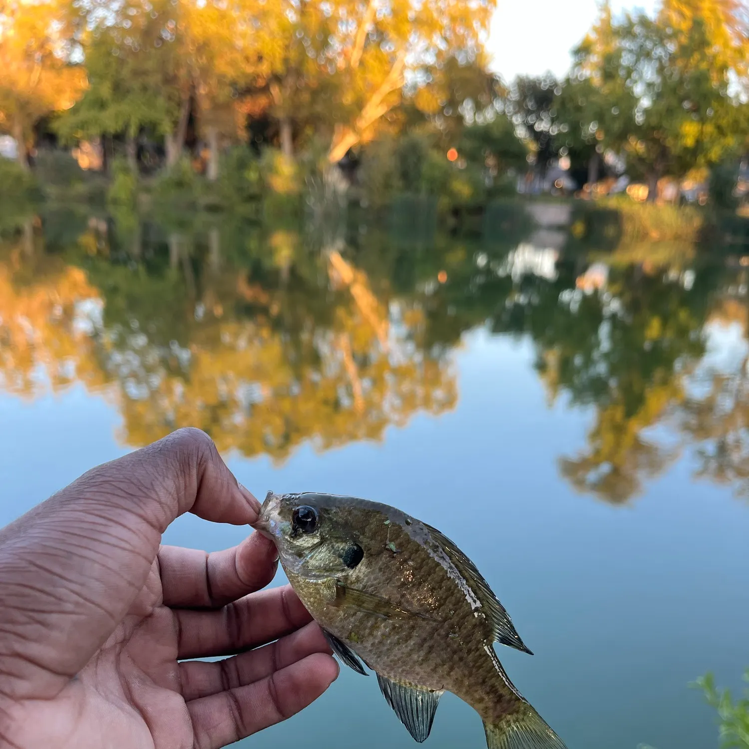 Bluegill caught on Fishbrain
