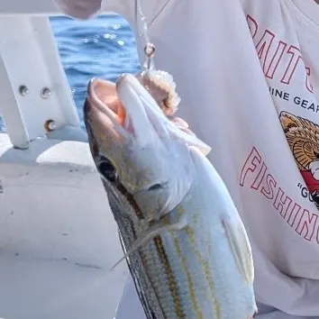 Bluestriped grunt caught on Fishbrain
