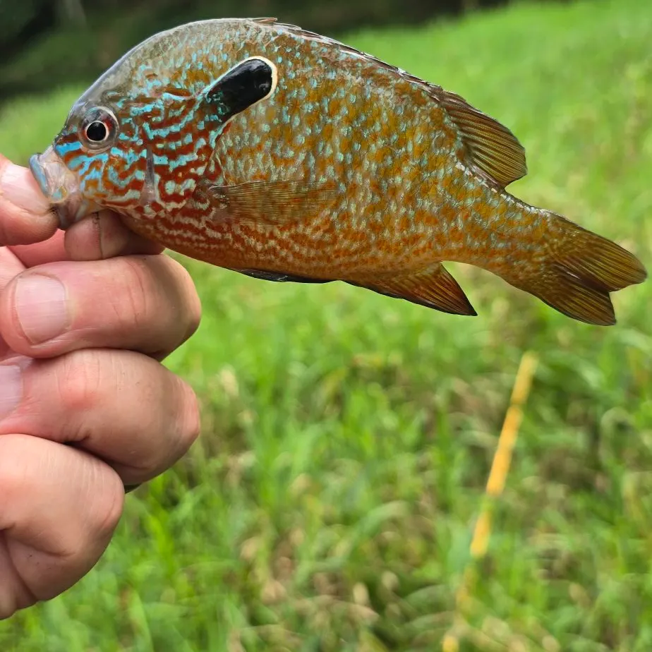 Longear sunfish caught on Fishbrain
