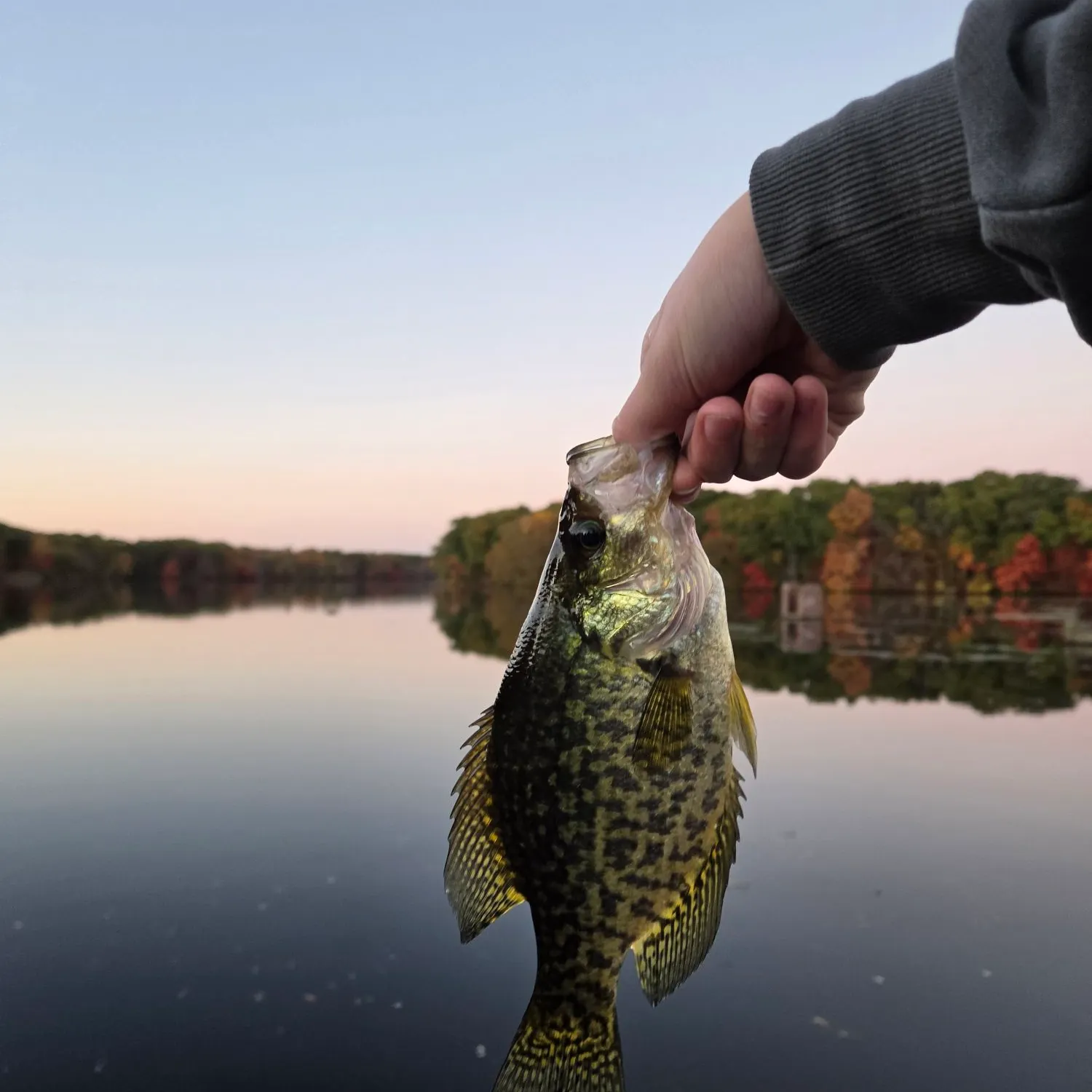 Black crappie caught on Fishbrain