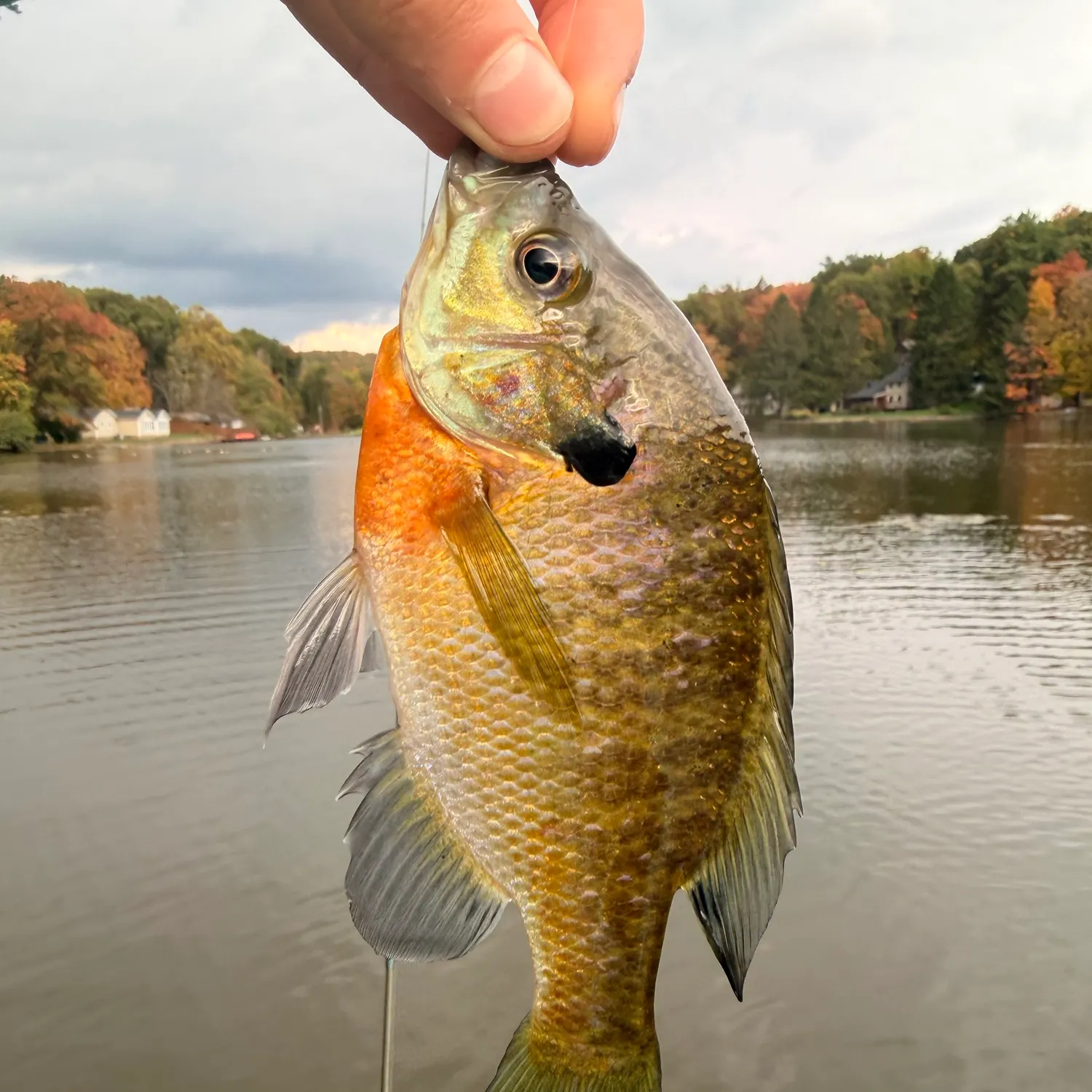 Bluegill caught on Fishbrain