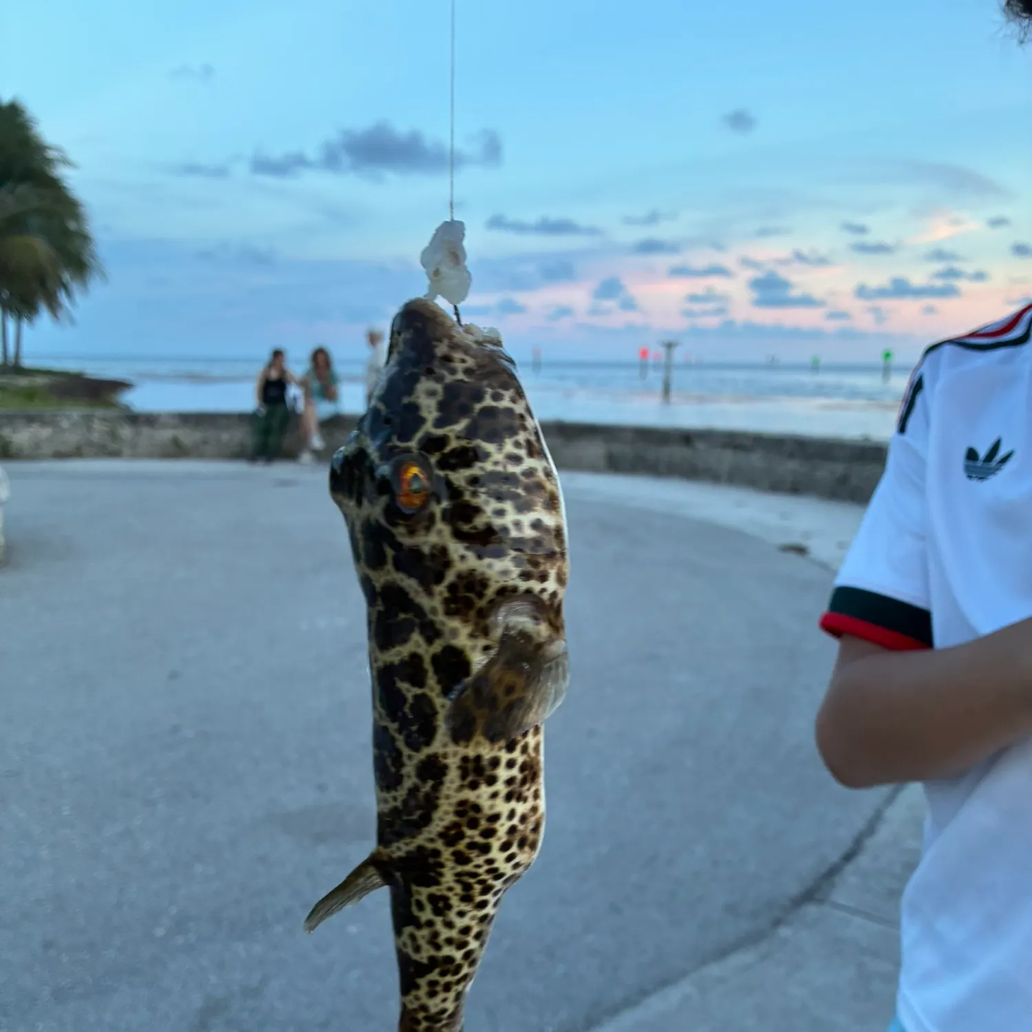 The most recent Milkspotted puffer catches on Fishbrain