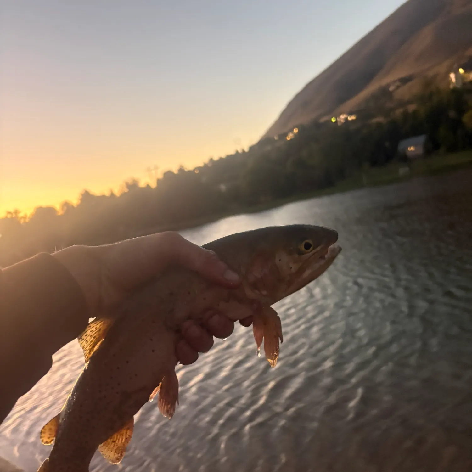 Rainbow trout caught on Fishbrain