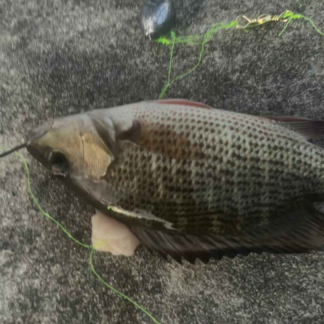 Mangrove snapper caught on Fishbrain