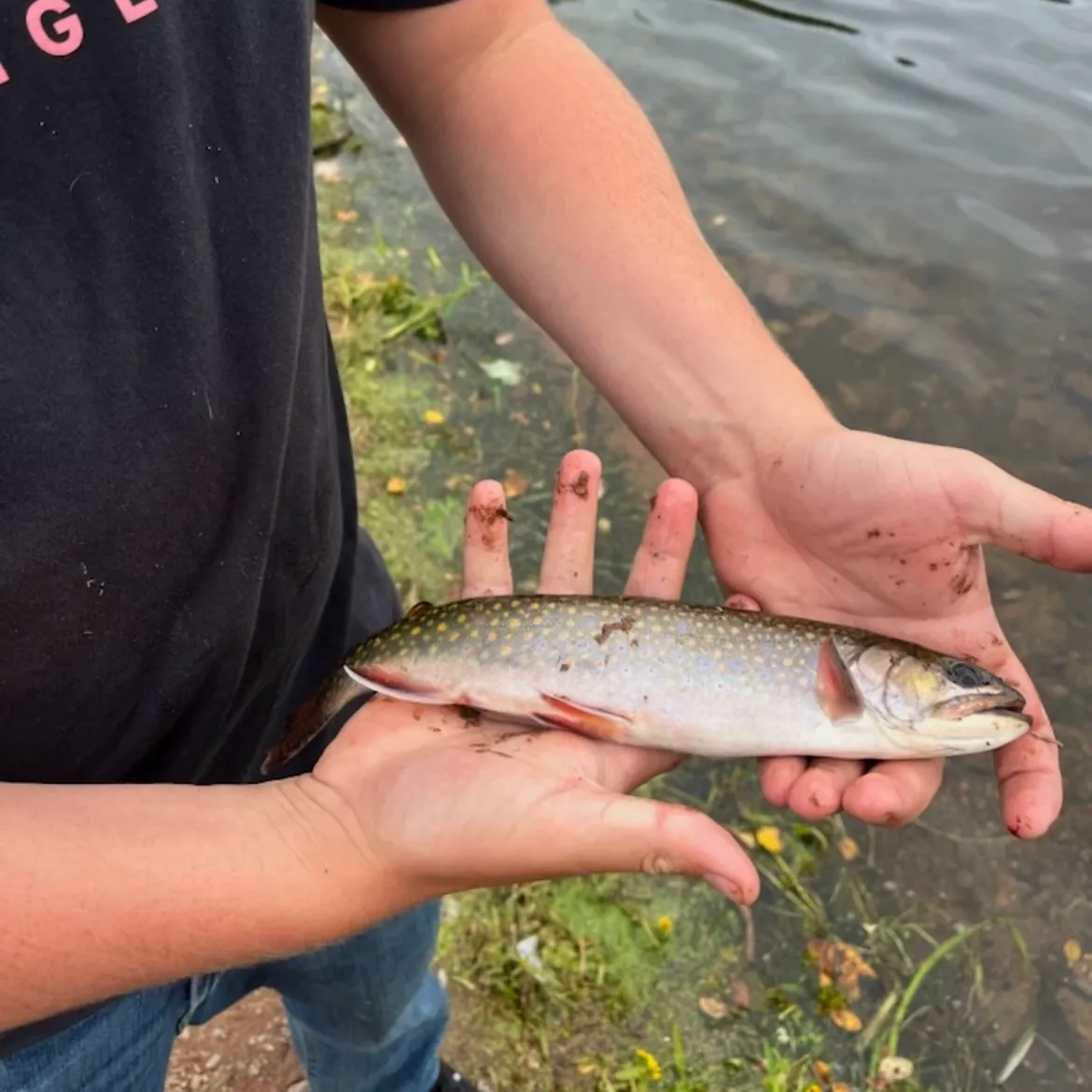 Sea trout caught on Fishbrain