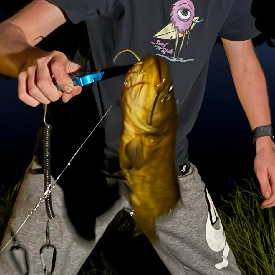 Black bullhead caught on Fishbrain