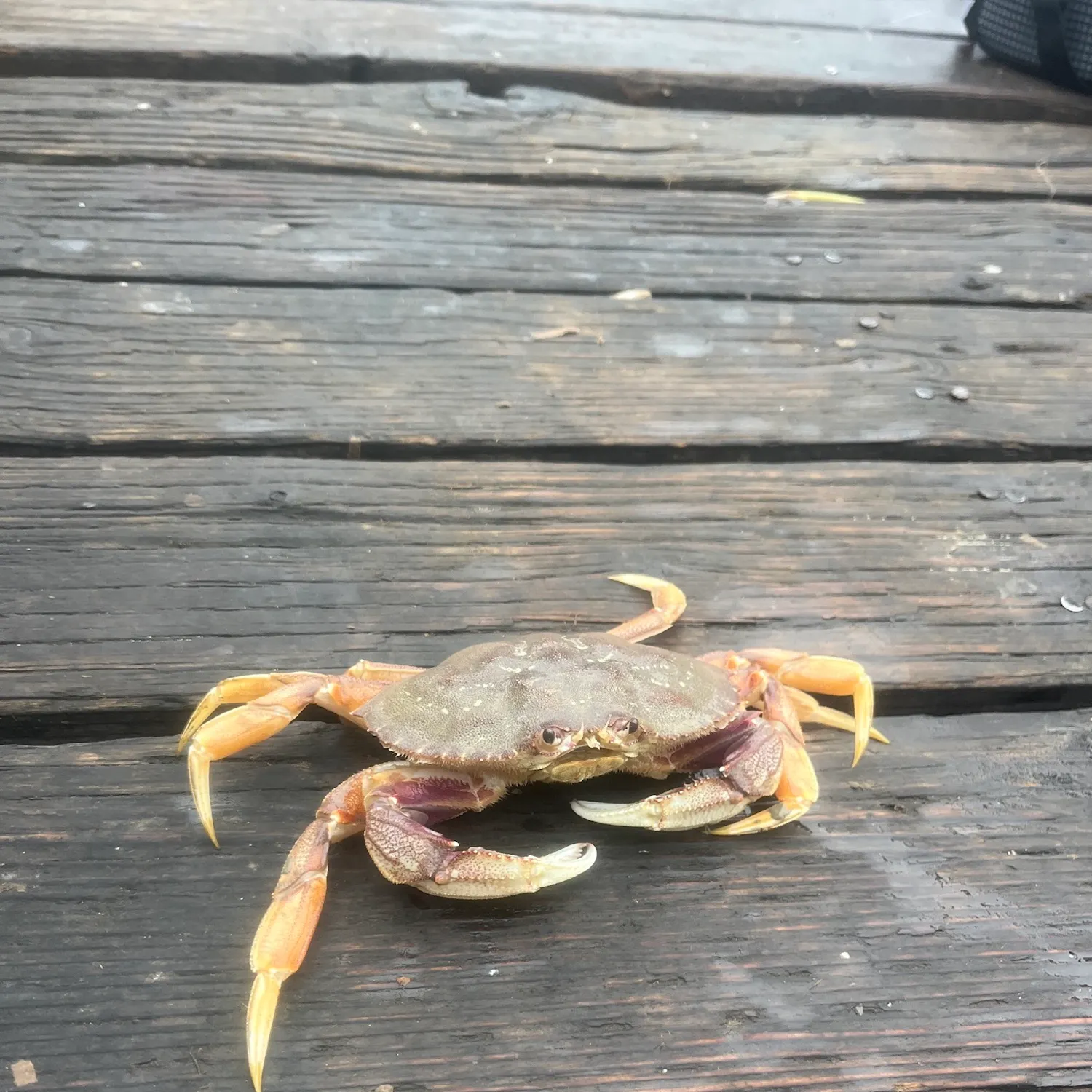 Dungeness crab caught on Fishbrain