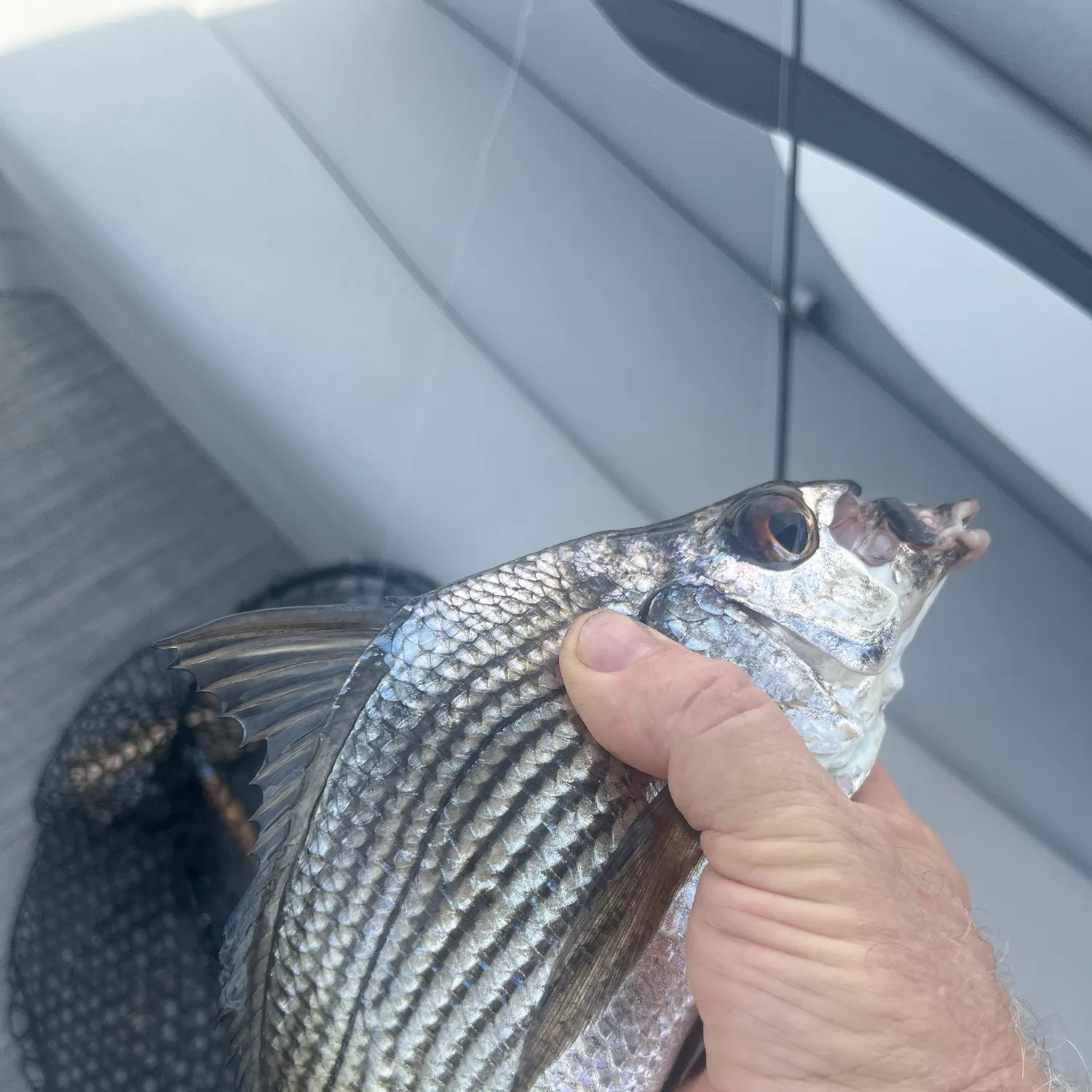 Striped mojarra caught on Fishbrain
