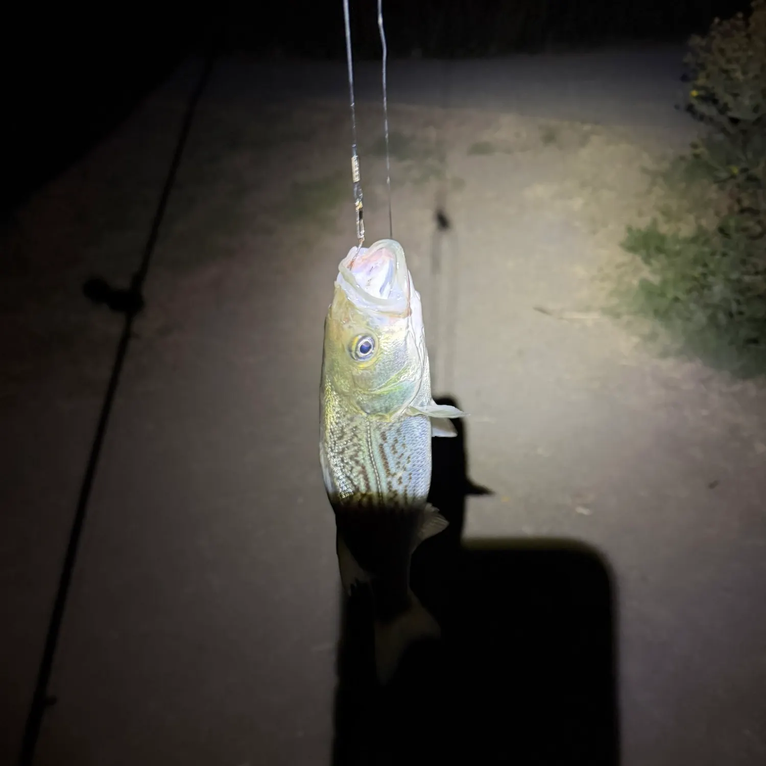 Striped bass caught on Fishbrain