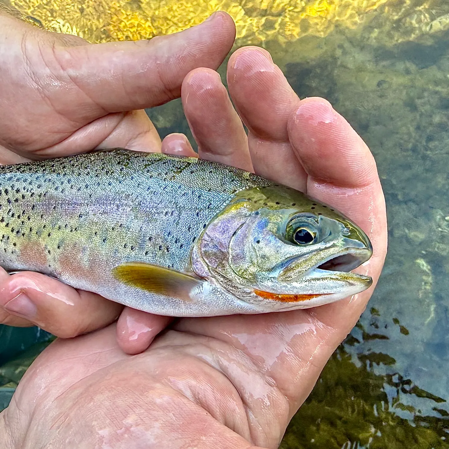 Cutthroat trout caught on Fishbrain
