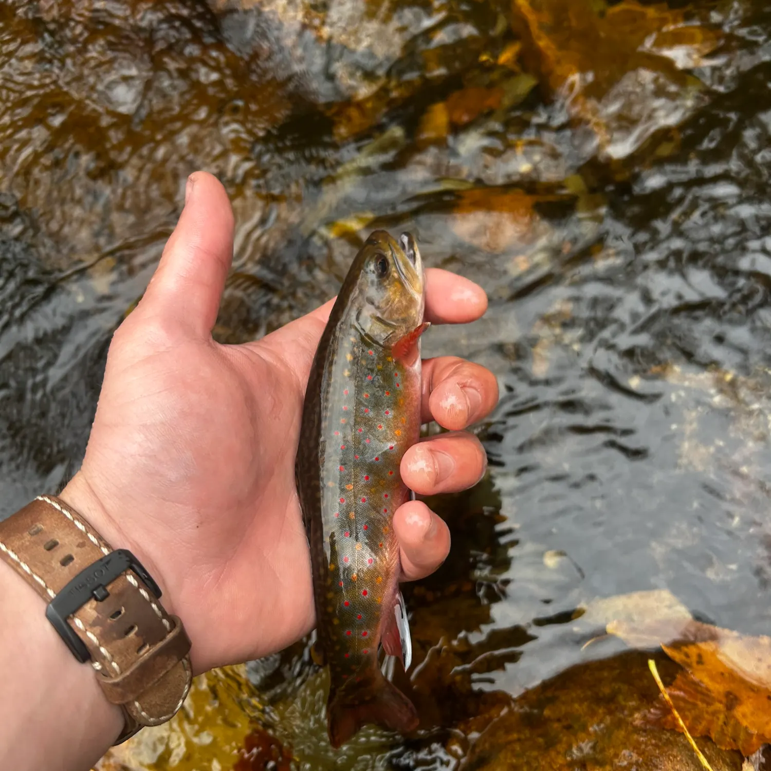Brook trout caught on Fishbrain