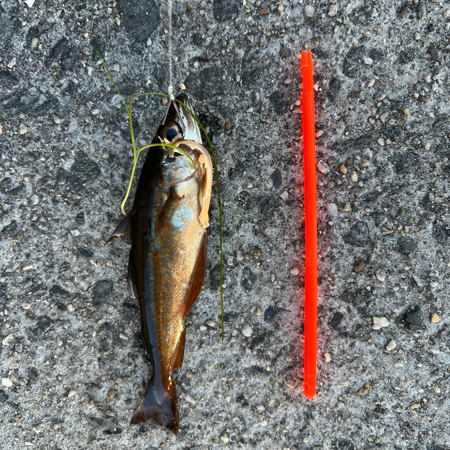 The most recent Pollack catches on Fishbrain