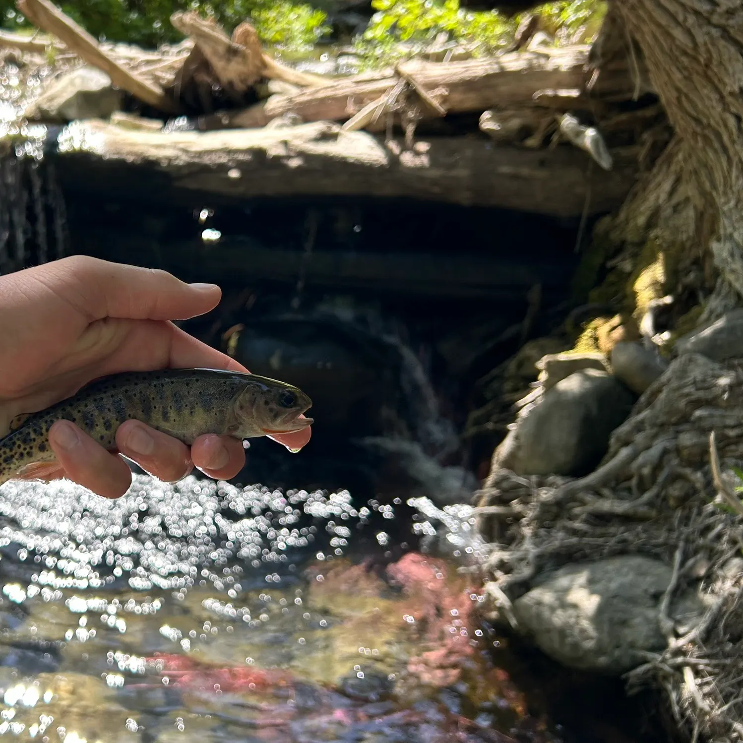 Bear Lake cutthroat trout caught on Fishbrain